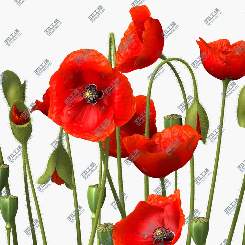 images/goods_img/2021040232/3D Poppy/1.jpg